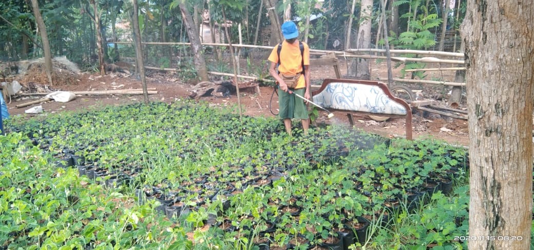 Salah satu pupuk yang dihasilkan oleh KSM Ternak Makmur Bhumi Jaya digunakan untuk integrasi tanaman pangan di Desa Tubanan.